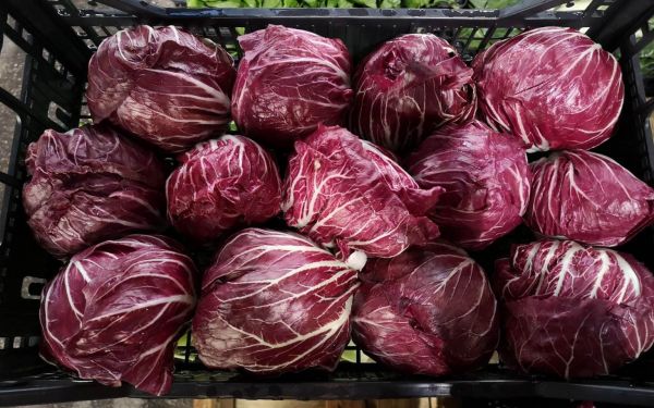 Radicchio Chioggia