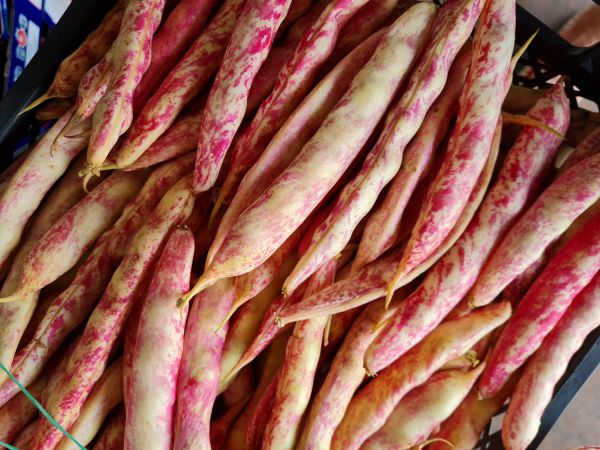 Borlotti-Bohnen frisch