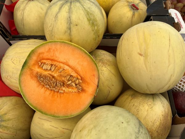 Melone Netz- oder Cantaloupe