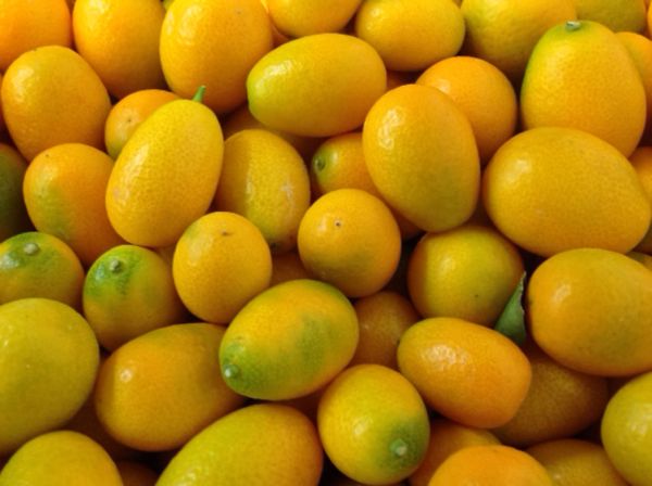 Kumquat