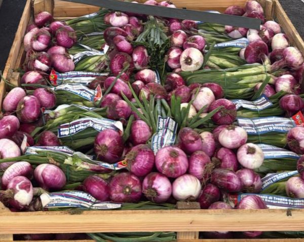 Tropea-Zwiebel frisch