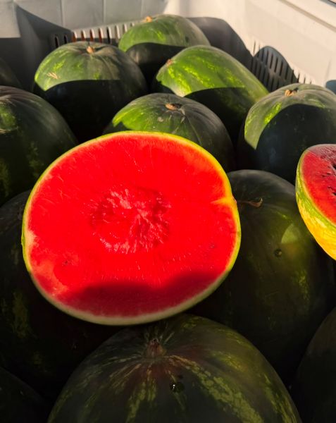 Wassermelone Rot
