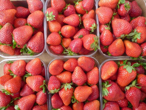Erdbeeren