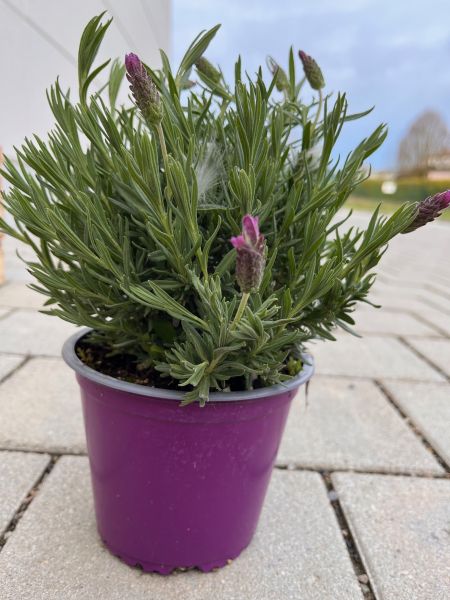 Lavendel-Kräutertopf