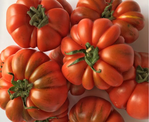 Tomaten - Sardische Fleischtomaten