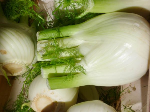 Fenchel