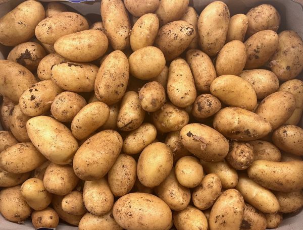 Kartoffel klein Neue Ernte Sizilien