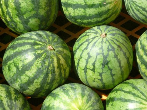 Wassermelone Rot