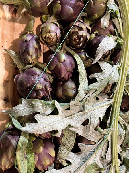 Artischocken – Minitriebe zum Rohverzehr p. Stück