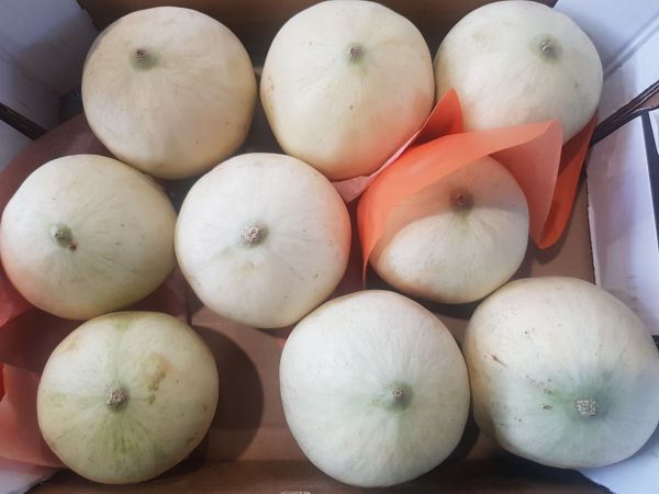 Melone Netz- oder Cantaloupe - 4 Stück