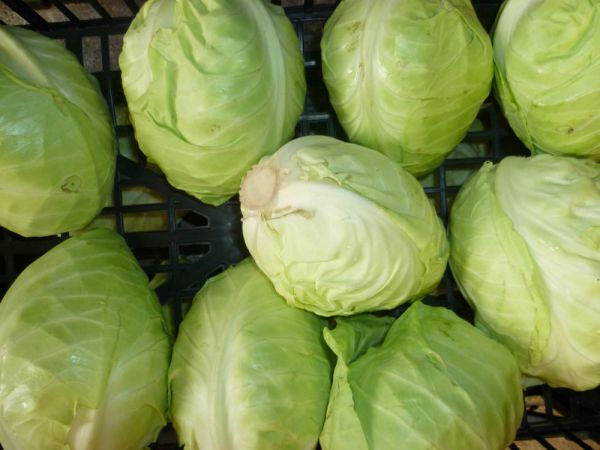 Spitzkraut