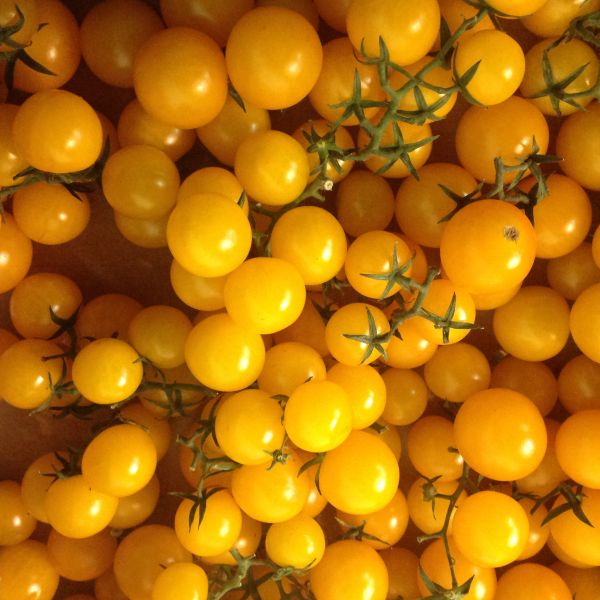 Tomaten - Dattel- Kirschtomaten gelb/grün