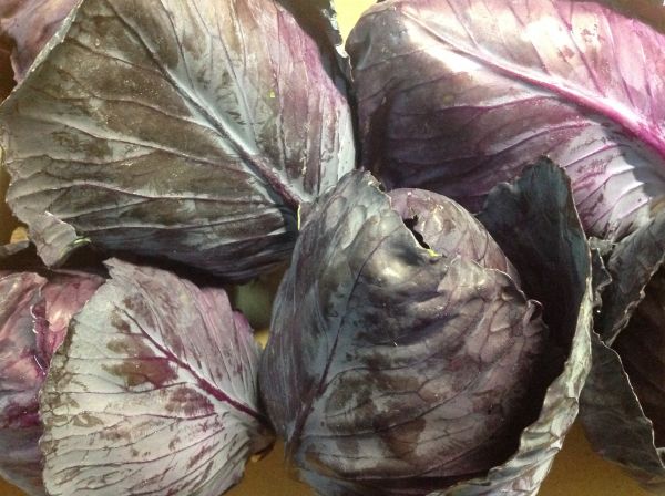 Spitzkraut blau