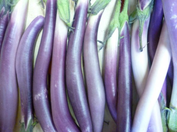 Aubergine „Perline“