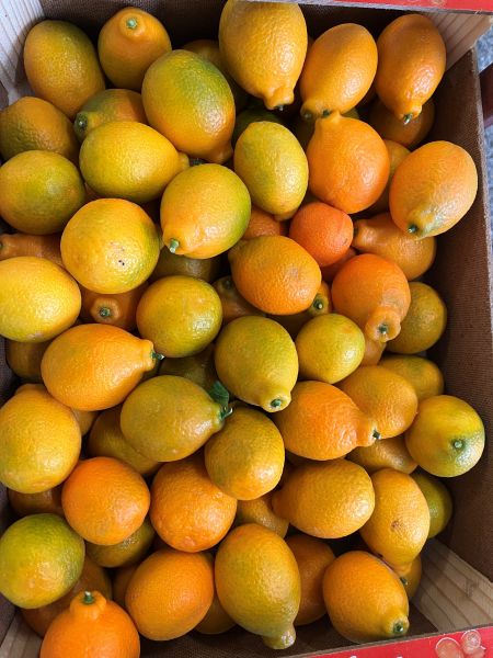 Kumquat/Mandarine - 500 gr-Packung