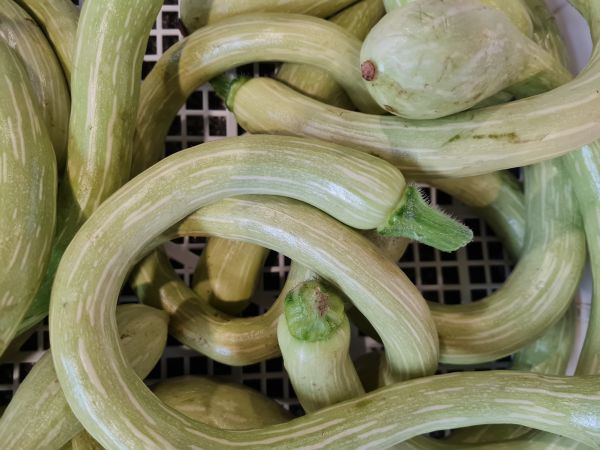 Zucchini-Trombetta (Schlangenzucchini)