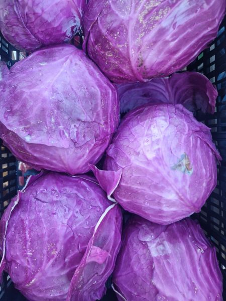 Blaukraut
