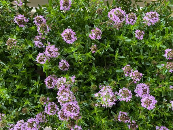 Bergbohnenkraut-Kräutertopf