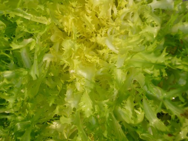 Frisée