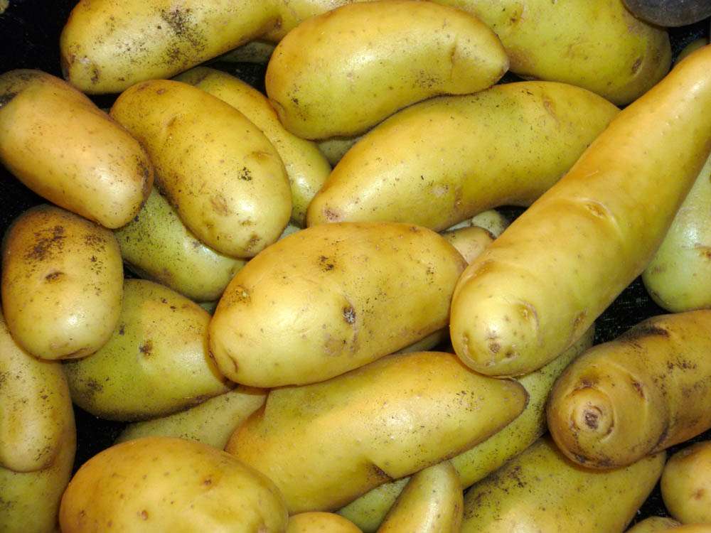 bamberger hörnchen Sandner Früchte Online