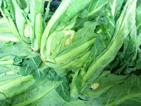 Broccoli di bassano