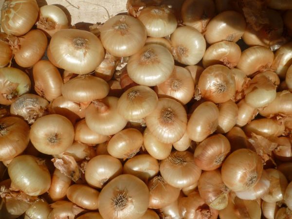 Parma-Zwiebel Borettana