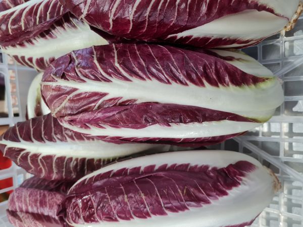 Radicchio rosso Precoce