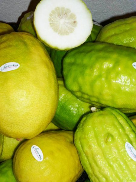 Zitronatzitrone-Cedro
