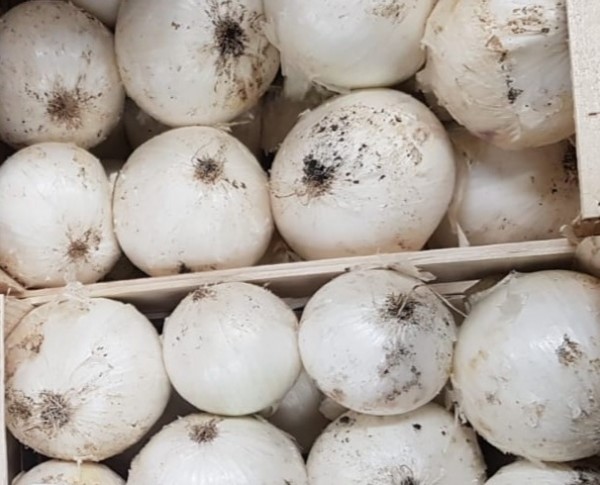 Zwiebel NEUE ERNTE weiß - groß - aus Sizilien