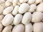 champignons_Newsletter575fb731e1cea