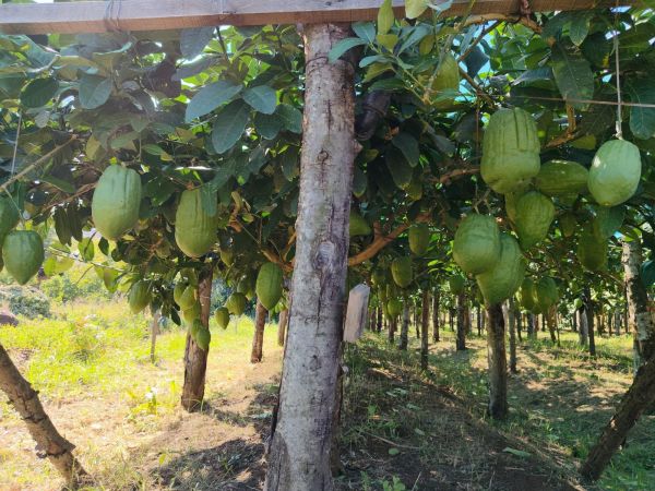 Cedro-Zitronatzitrone