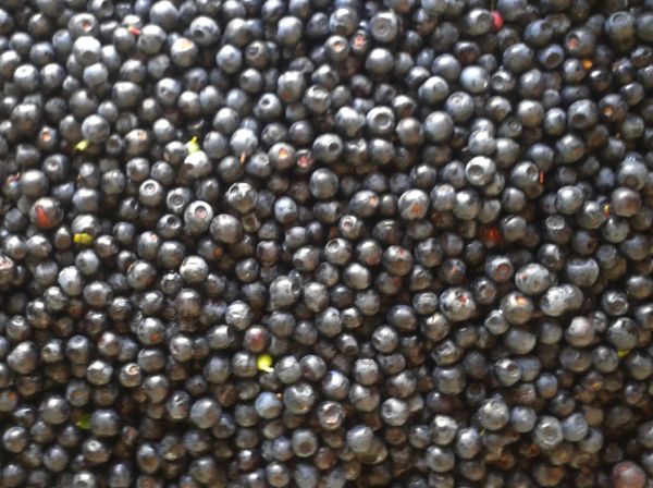 Waldheidelbeeren