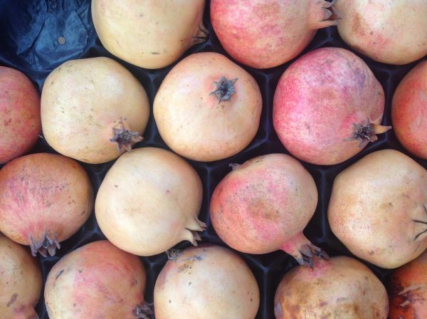 Granatapfel