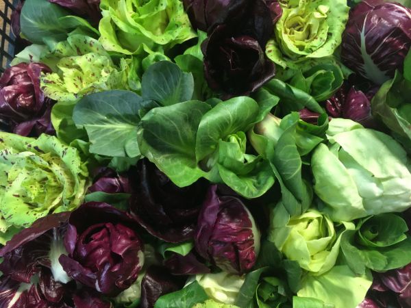 Grumolo (Feldradicchio-Verdolino)