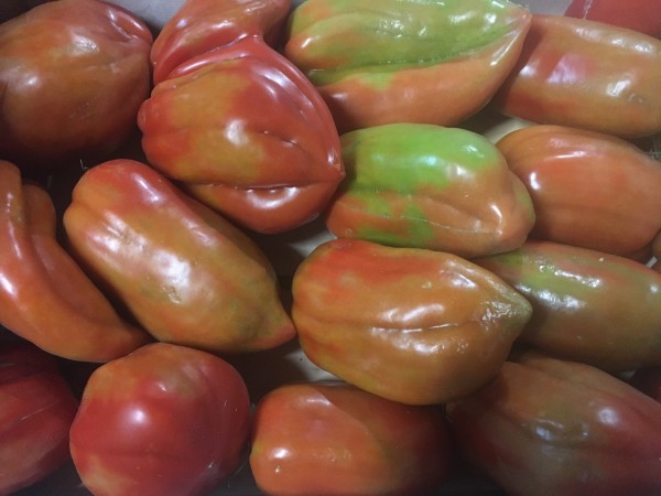Tomaten - Nasone
