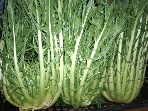 Löwenzahn („Cicoria Cimata“)