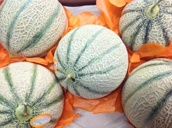 Melone Netz- oder Cantaloupe