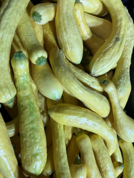 Zucchini gelb (Zucchetta Rugusa Friulana)