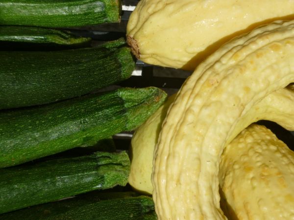 Zucchini gelb