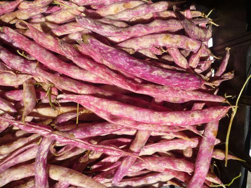 Borlotti-Bohnen frisch