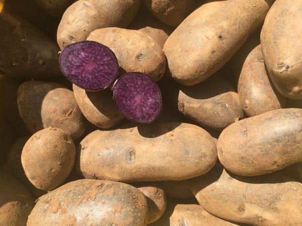 Kartoffel blaufleischig