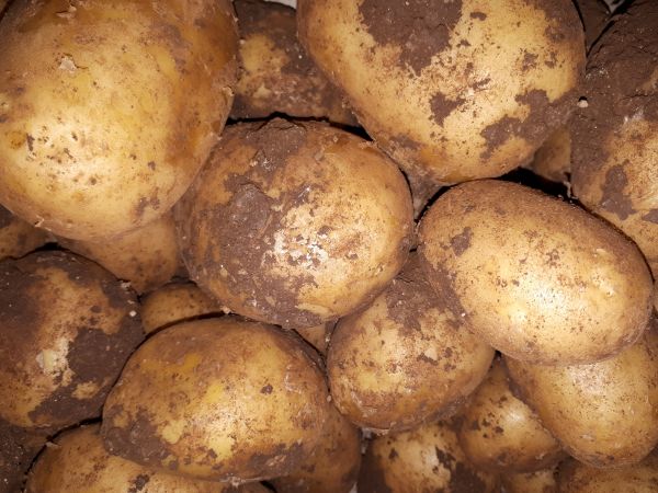 Kartoffel halb und halb-Neue Ernte Sizilien