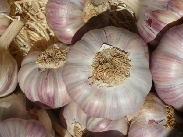 Knoblauch ERNTE 2024