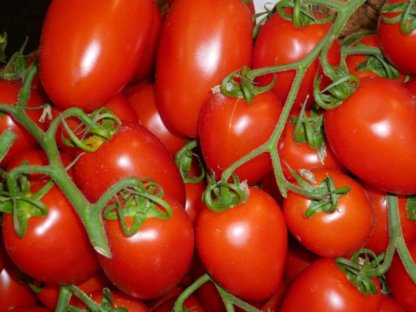 Tomaten - Mini San Marzano