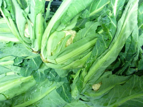 Broccoli di bassano