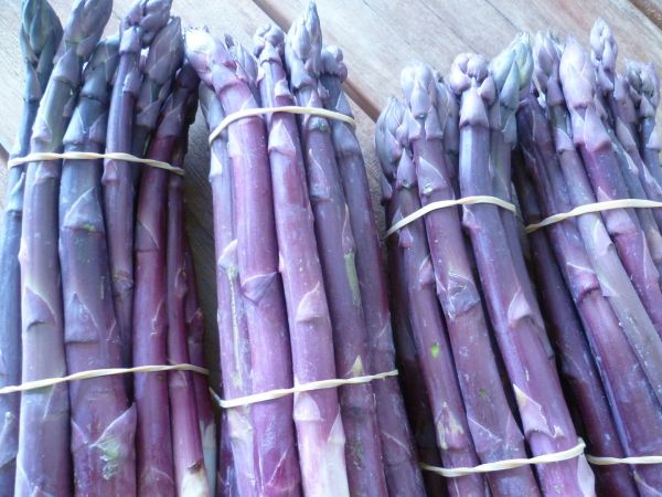 Spargel, lilaner italienischer