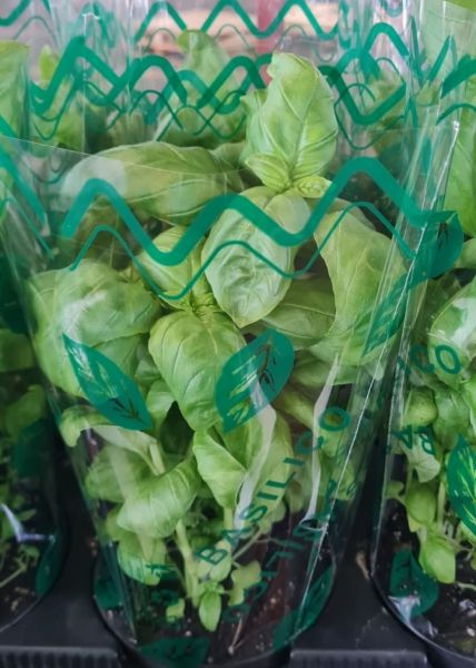 Basilikum-Kräutertopf